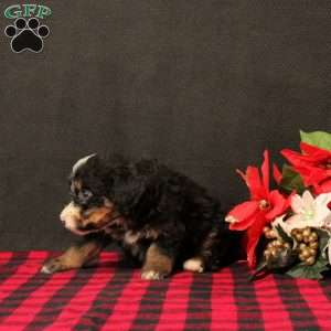 Odessa, Mini Bernedoodle Puppy